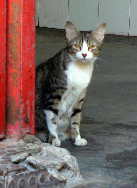 Mercado de Almería - Fotos